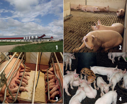 Successful cross-border pig farming in North America