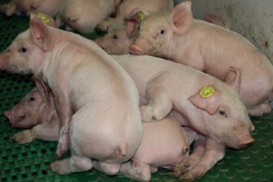 The best start for piglets