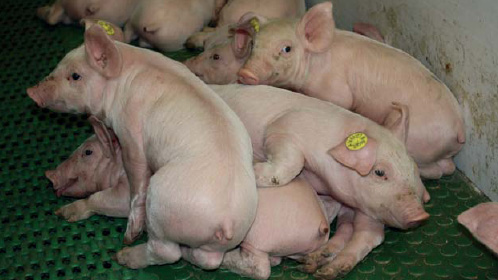 The best start for piglets