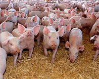 Quantifying the effect of fewer antibiotics in pigs