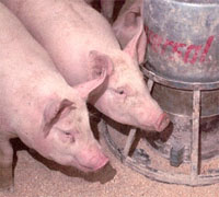 FDA silently continues backing certain antibiotics in animal feed