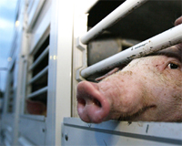 Research: Using less bedding can benefit in-transit market pigs, saving millions of dollars