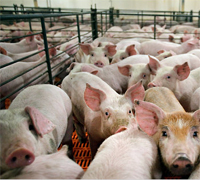 Study: New insights into antibiotics and pig feeds