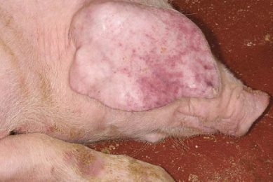 African Swine Fever: Are we aware?