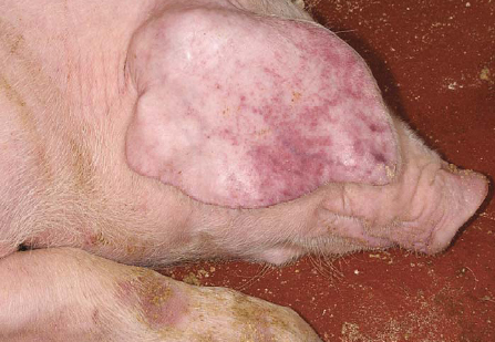 African Swine Fever: Are we aware?