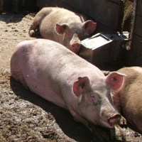 Chinese officials optimistic about pork prices
