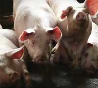 Australia: Pig abattoir fights to get licence back (See VIDEO)