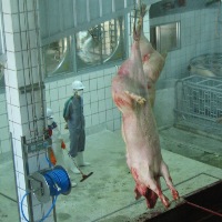 EC complains about Spanish abattoirs