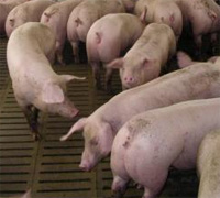 Classical Swine Fever a threat to Belize