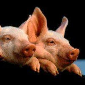 Pig feed dominates Spanish feed production
