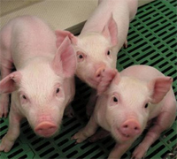 Achieving lower piglet mortality