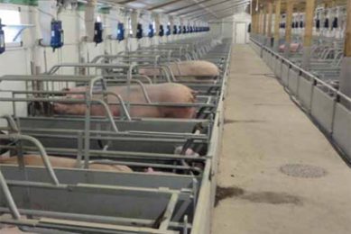 Wireless sow feeding in the farrowing room