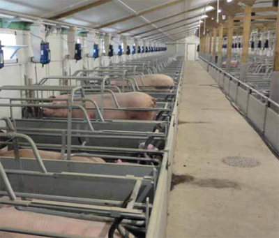 Wireless sow feeding in the farrowing room