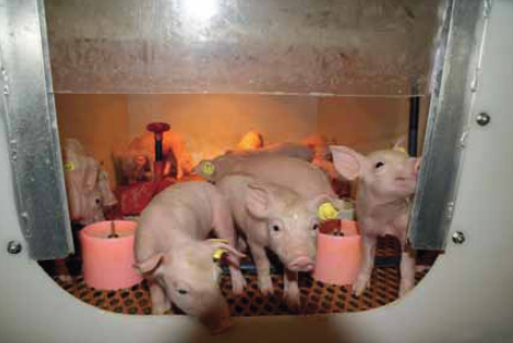 A rescue package for piglets in need