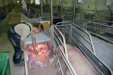 How routines can help to get to 32 piglets/sow/year