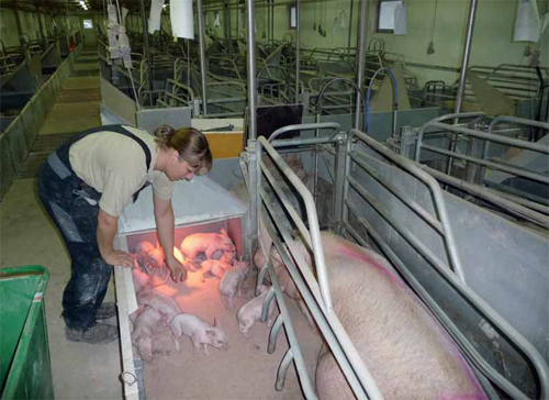 How routines can help to get to 32 piglets/sow/year