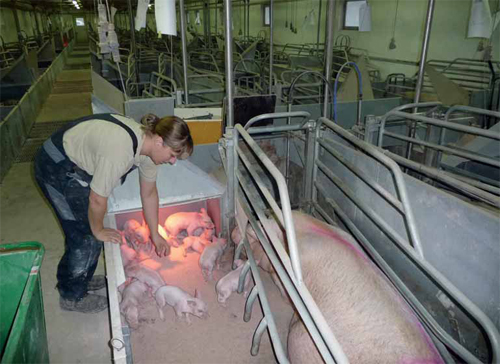 How routines can help to get to 32 piglets/sow/year