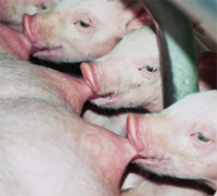 Study: Improving sow colostrum and milk immune quality