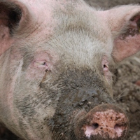 Georgia: more cases of African Swine Fever