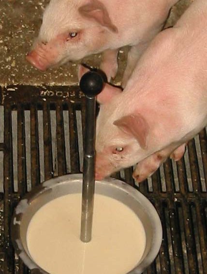 NutriScan launches homemade yoghurt product for piglets