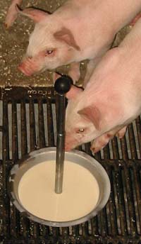 Homemade yoghurt for piglets