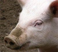 WTO accession forces Russia to spend billions on pig industry