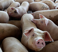 PRRS breakthrough – reduced susceptibility in pigs