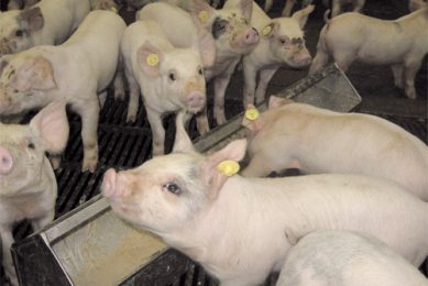 Biogenic amines in pig liquid feed: Myth or reality?