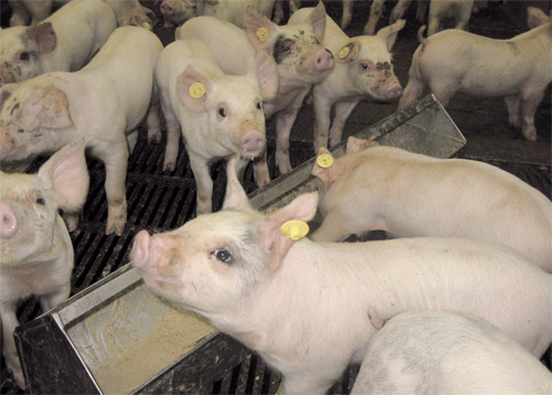 Biogenic amines in pig liquid feed: Myth or reality?