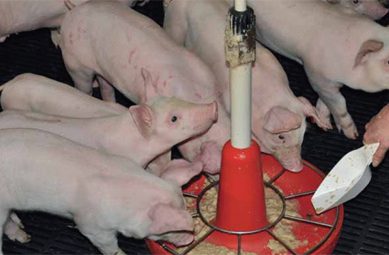 New strategies in piglet nutrition: Gel feeding