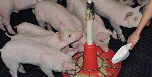 New strategies in piglet nutrition: Gel feeding