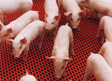 Research: DDGS in nursery pigs