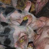 Pork sales help increase Smithfield profits