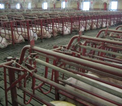 Germany: Difficulties meeting the 2013 sow housing deadline