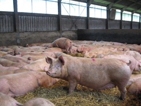 UPDATE: British demand enforcement of EU sow stall ban
