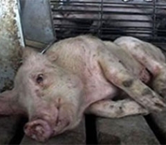 African Swine Fever in Kalmykia – third wave expected