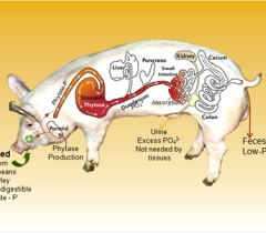 Enviropig project halted as Ontario Pork pulls the plug