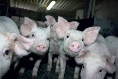 Feeding piglets better: An eight-step checklist
