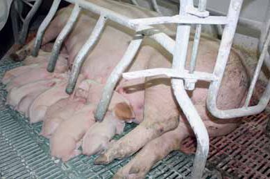 Potato peptides improve piglet performance