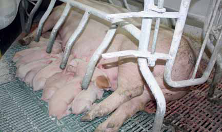 Potato peptides improve piglet performance