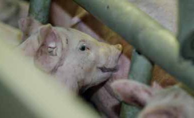 How trace minerals can help achieve 35 piglets/sow/year