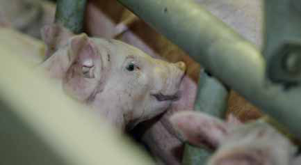 How trace minerals can help achieve 35 piglets/sow/year