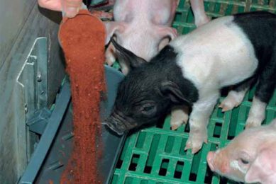 Iron for piglets: Between anaemia and overload