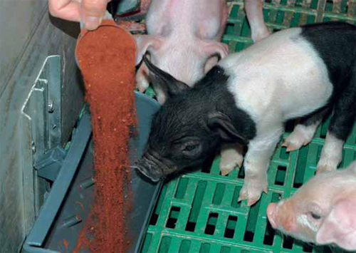 Iron for piglets: Between anaemia and overload