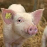 Great losses for German pig farmers