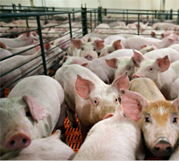 Vietnam: Pig breeders experience major losses