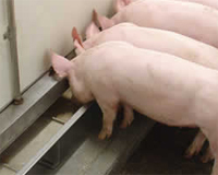 Fermented liquid feeding for pigs: Knowledge of processes stressed
