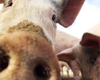 Dispute in Belgium over traces of prednisolone in pigs