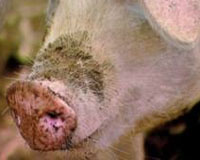 New method to measure pig barn odour