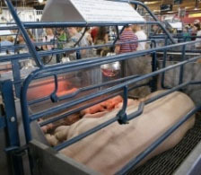 RESEARCH: S. aureus in 16% of state fair pigs in USA